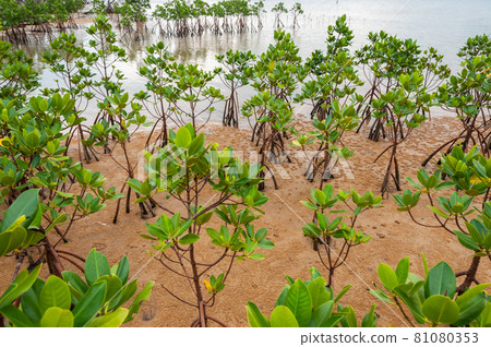 Lush green mangrove trees growing in natural environment. Iriomote Island. 81080353