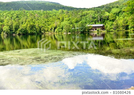 在初夏的白色池塘 81080426