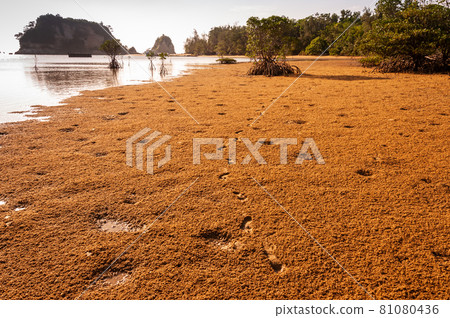 Mangrove sand illuminated by late afternoon light covered by small sand balls made by bubble crabs at low tide, footprints of a person. Iriomote Island. 81080436