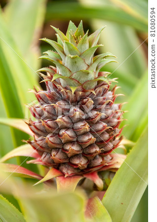 Closeup of a young pineapple in the field surrounded by green leaves like a frame, illuminated by soft light. Iriomote Island. 81080594