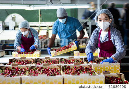 International workers sorting cherries International workers sorting cherries 81080608
