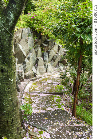 Stairs with scattered cherry blossoms 81080715