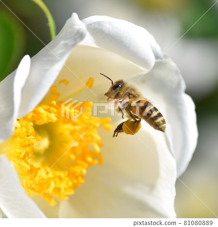 Bees visiting white roses 81080889