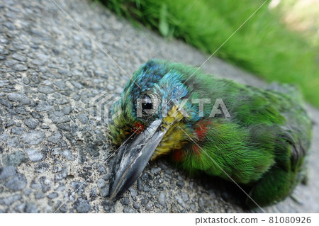 Five-colored bird, natural death Five-colored bird, natural death 81080926