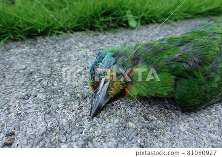 Five-colored bird, natural death 81080927