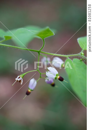 2035 龍葵 81081258