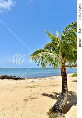 夏威夷的假期 夏威夷的假期 81081564