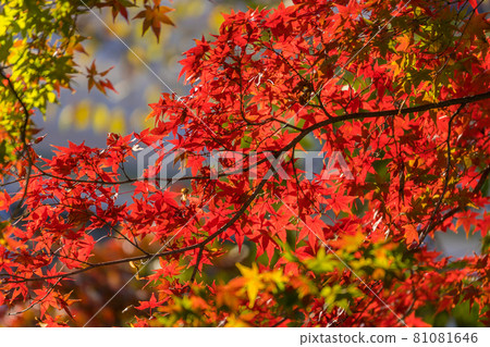 Autumn leaves red maple 81081646