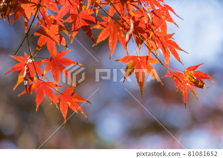 Autumn leaves red maple 81081652