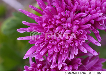 紅紫色的菊花花瓣圖案，韻律有趣 81081823