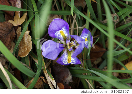 冷開的鳶尾花的紫色小花俏麗可愛 81082197