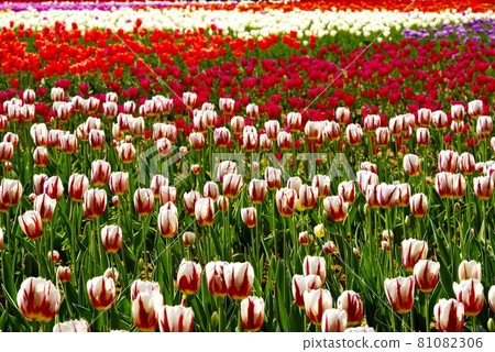 Colors of tulips 81082306
