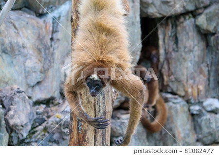 Monkey after quarrel 81082477