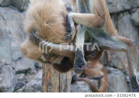 Two in a quarrel 4 81082478