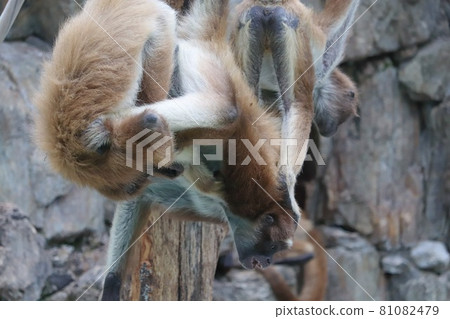 2 in a quarrel 3 81082479