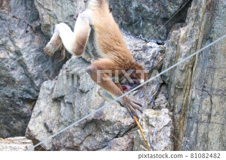 Monkey playing on a tree branch 81082482