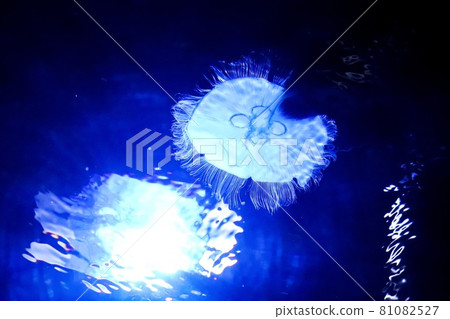 形狀與光相同的水母 81082527