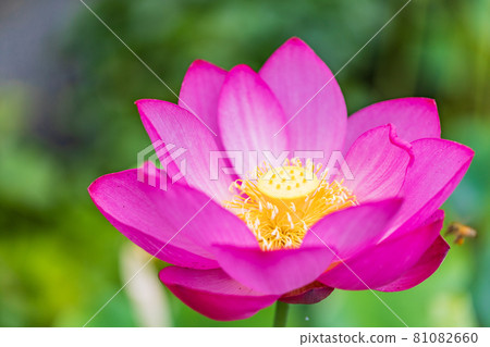 One flower of hassle 81082660