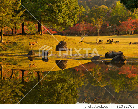 [Nara Park] Deer in Sansha Pond and Kasuganoenchi 81082703