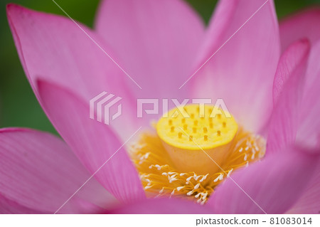蓮花 81083014