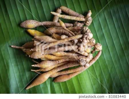 Kaempfer root for food and Thai or Chinese herbal medicine nature - Other names Fingerroot ( Chinese Ginger, Galingale, Kaempfer, Boesenbergia rotunda, Krachai ) 81083440