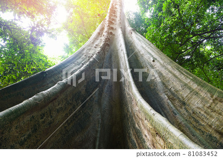 Old tree large Ficus albipila tree on the nature forest, Big tree trunk 81083452