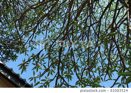 安平古董 安平古董 81083524