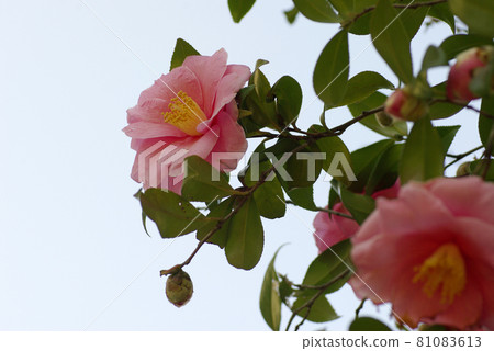 Camellia flowers relieve the cold of winter Camellia flowers relieve the cold of winter 81083613