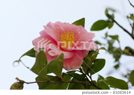 Camellia flowers relieve the cold of winter 81083614