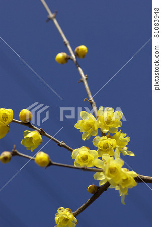 The transparent and transparent yellow flowers of Japanese allspice shine in the blue sky The transparent and transparent yellow flowers of Japanese allspice shine in the blue sky 81083948