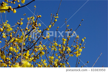 The transparent and transparent yellow flowers of Japanese allspice shine in the blue sky The transparent and transparent yellow flowers of Japanese allspice shine in the blue sky 81083950