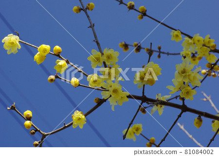 日本五香粉透明透明的黃色花朵在藍天中閃耀 81084002