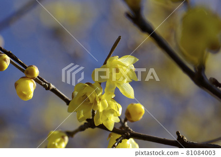 日本五香粉透明透明的黃色花朵在藍天中閃耀 81084003