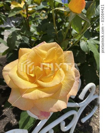Rose Garden Rose Garden 81084421