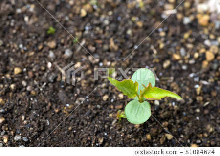 Germination of pear tree 81084624