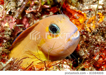 Yellow Midas Blenny, Ecsenius midas 81084808