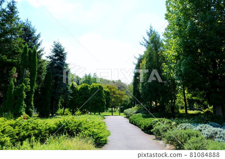 Healing green road scenery Healing green road scenery 81084888