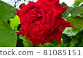 紅玫瑰 81085151