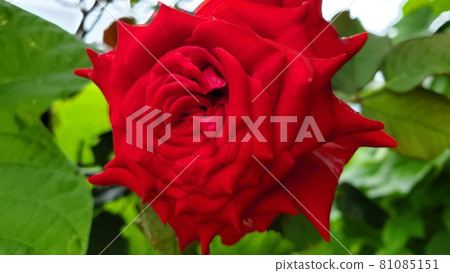 紅玫瑰 紅玫瑰 81085151