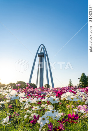 Observation Tower Twin Arch 138 and Cosmos in Kiso Sansen National Government Park, Ichinomiya City, Aichi Prefecture 81085184