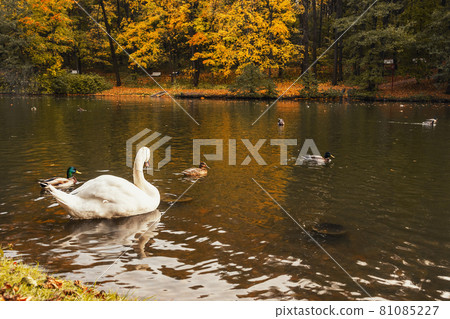 White swan on pond in Tsaristyno park on autumn day. Moscow White swan on pond in Tsaristyno park on autumn day. Moscow 81085227