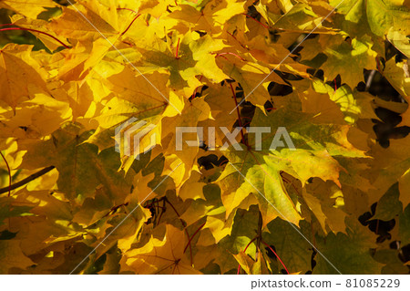 Autumn maple leafs on the maple tree Autumn maple leafs on the maple tree 81085229