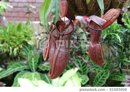 Tokiwa Park Botanical Garden 81085608