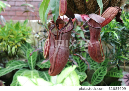 常盤公園植物園 81085609