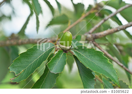 Summer green serrata fruit Summer green serrata fruit 81085622