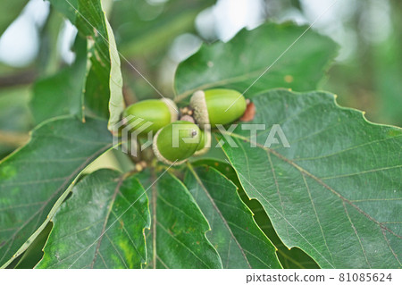 Summer green serrata fruit Summer green serrata fruit 81085624