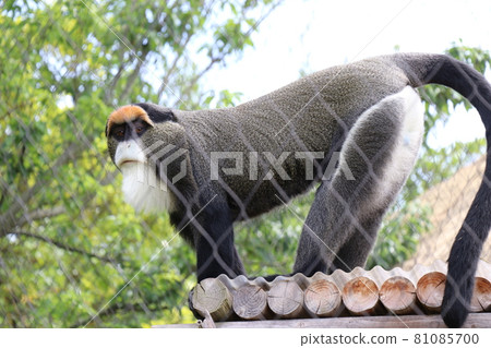 Tokiwa Park Monkey Zoo 81085700