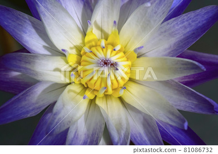 close-up of purple lotus with yellow stamens 81086732