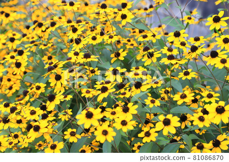 Ludovcekia in full bloom 81086870