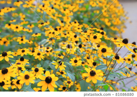 Ludovcekia in full bloom 81086880